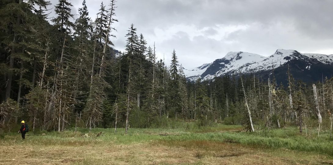 Landscape of mountains and trees from Juneau, Alaska